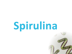 專利活性藍藻B12 Spirulina