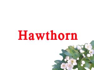 Hawthorn Leaf Flower