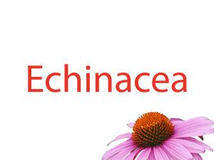 Echinacea dried press juice